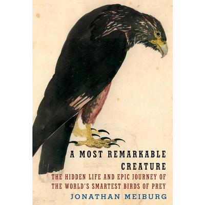  A Most Remarkable Creature